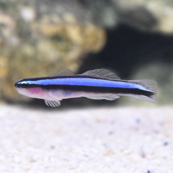 Neon_Blue_Goby