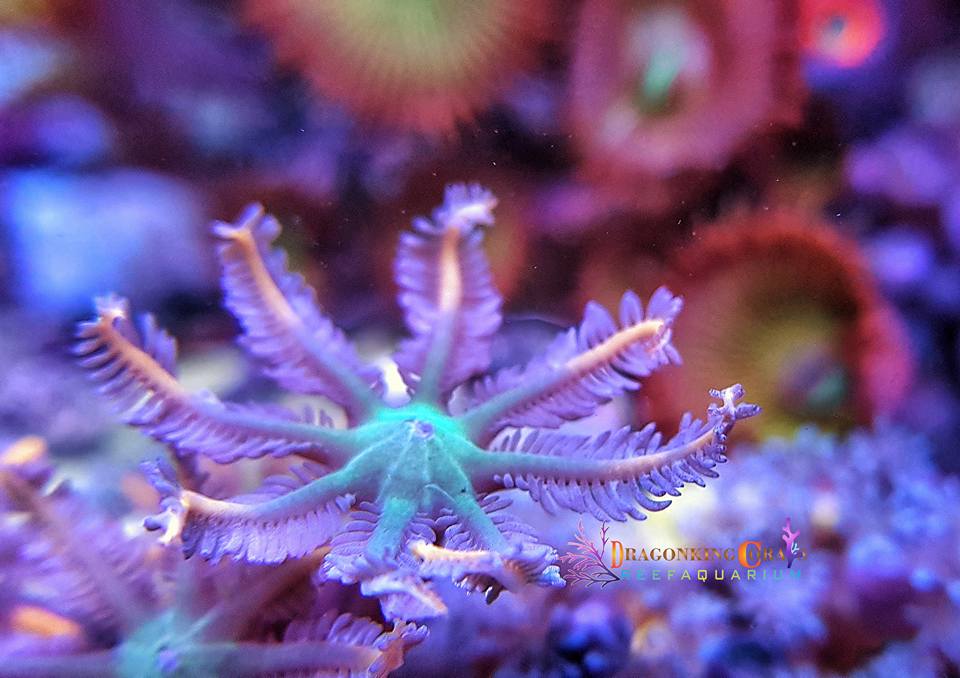san-ho-glove-glove-polyp-coral