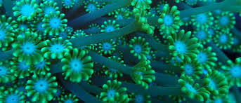 san-ho-so-buom-alveopora-coral